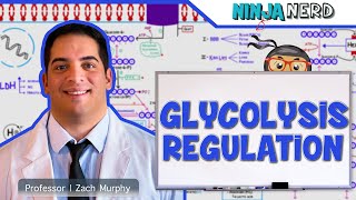 Metabolism  Regulation of Glycolysis [upl. by Godfrey]