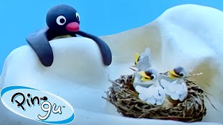 Pingu and the Birds Mom 🐧  Pingu  Official Channel  Cartoons For Kids [upl. by Naleek]