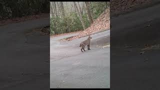 Bobcat Wags its Tail [upl. by Elyk677]