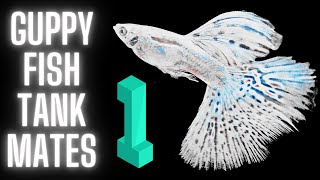 Guppy Fish Care – 20 Best Guppy Fish Tank Mates  Part 1 [upl. by Britte]