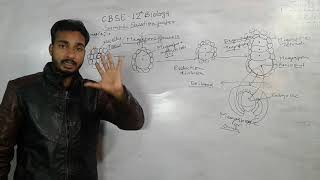 Megasporogenesis CBSE 12th BIOLOGY by Rahul sir [upl. by Mort301]