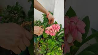 Mussaenda plant care Tipsshorts [upl. by Cosmo]