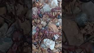 Long legged ants fighting ants insects shortvideo [upl. by Brahear985]