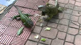 Iguane en Floride [upl. by Kirst]