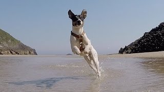 Bodeguero y Bulldog frances se refrescan en la playa [upl. by Otho]