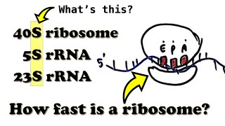 Translation  Introduction  What is the quotSquot in the 70S80S ribosome How fast is a ribosome [upl. by Thirzia343]