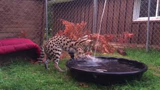 Serval Attacks Water [upl. by Damour]