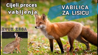 Vabilica za lisicu Vabljenje lisice cijeli proces Zvuk zeca Predator call Fox call Hare sound [upl. by Askari]