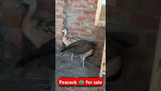 Peacock 🦚 peacock shorts video shortvideo trending ytshorts viralshort pets birds animels [upl. by Sirovart]