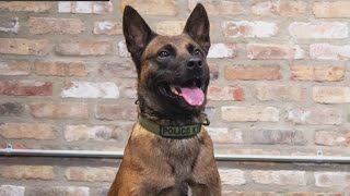 K9 Rin awarded Purple Heart after being injured in Chicago [upl. by Nilekcaj]