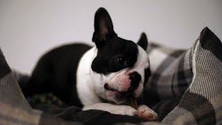 The Protective Instinct of Boston Terriers towards Their Owners [upl. by Aisyle]