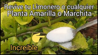 Increíble REVIVE PLANTAS RÁPIDO 🌿 🥬 Amarillas o Marchitas Con este Potente Ingrediente Reviviran [upl. by Ahsiemal]