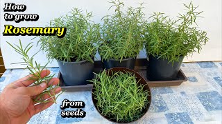 Growing Rosemary from Seed to Harvest  Step by Step [upl. by Orferd377]