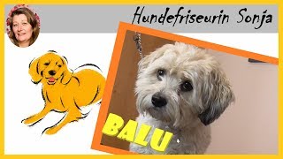 Hundefriseurin Sonja ★ Shih Tzu Dackel Mix Balu ★ [upl. by Columbine]