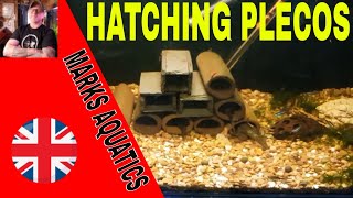 HATCHING PLECOS [upl. by Bacon]