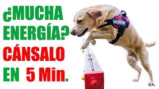 ¿Tu PERRO tiene MUCHA Energía Enséñale a SALTAR para CANALIZARLA [upl. by Googins153]