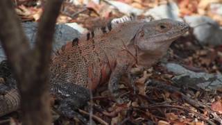 Ctenosaura similis John H Baltodano Calvo [upl. by Erminie434]