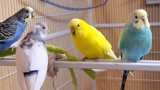 11 Hr Bird Watching Parakeet Budgie Birds Listen to Nature Bird Songs Meditation to Reduce Stress [upl. by Gati62]