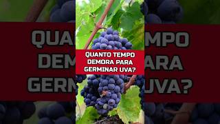 QUANTO TEMPO LEVA PARA GERMINAR UVA horta plantas hortaemvaso [upl. by Misty]