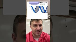 Restriction Enzyme [upl. by Niarfe]