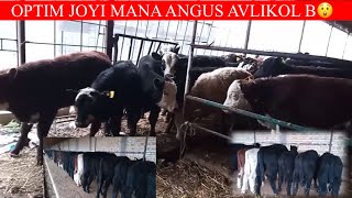 ANGUS AVLIKOL BUQALARI KOTTA PARTIYA K 😲🏃📞 998 95 107 20 94 [upl. by Marsh933]