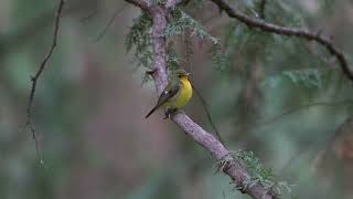 绿背姬鹟 Greenbacked Flycatcher [upl. by Yaner]