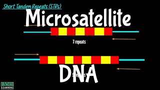 Microsatellite DNA  VNTRs  SSR Markers  Simple Sequence Repeats [upl. by Ajssatan]