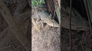 bestday safari travel nature crocodiles lake malaysia [upl. by Vahe]