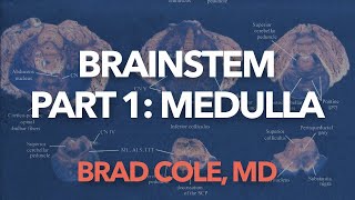 Brain Stem part 1 Medulla [upl. by Shem311]