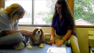 Dexter The Dog Having Acupuncture [upl. by Vivica]