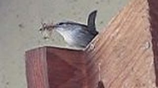 Bewicks Wrens Build a Nest Inside a Nesting Box [upl. by Spanos]