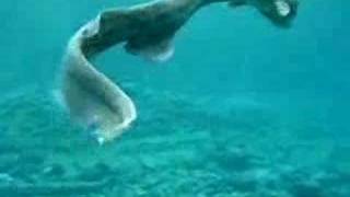 Rare Prehistoric Frilled Shark in Japan [upl. by Barden663]