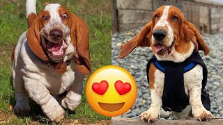 Basset Hound — Adorable And Hilarious Videos And Tik Toks Compilation [upl. by Eul]