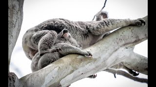 221127 crow nest koala count [upl. by Corbet]