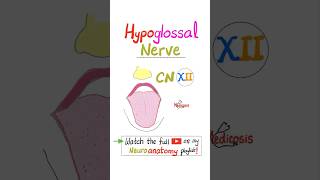 Hypoglossal Nerve  12th Cranial Nerve  CN XII  Neuroanatomy…science anatomy biology nurse [upl. by Richella]