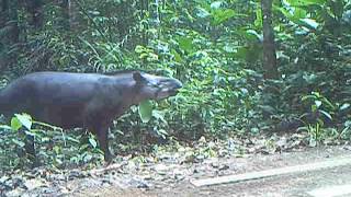 Lowland tapir vs Ez Go [upl. by Valerle]