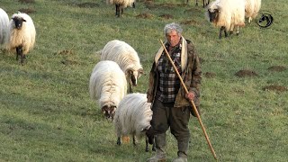 VUKOVI S GRMEČA UDAVILI TRI OVCE STAROG ČOBANA MLADENA ČUKOVIĆA IZ KOZICE [upl. by Ashti]