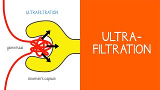 21 Renal Ultrafiltration [upl. by Ritz644]