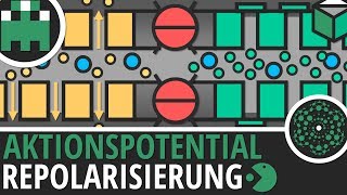 Aktionspotential Repolarisierung einfach erklärt│Biologie Lernvideo│Learning Level Up [upl. by Coco]