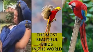 THE MOST BEAUTIFUL BIRDS IN THE WORLD BIRDS BIRDLOVER BIRD [upl. by Nyliak635]