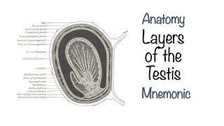 Layers of the testis [upl. by Suhploda]