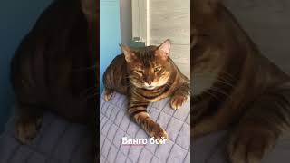 cat toyger toygercat кот тойгер котики тойгер юмор [upl. by Kara]