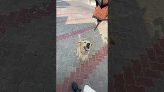 🐶JIMMY💀BADMASH🤯KO IES SE HAI BAHUT PYAAR😔 ashortaday minivlog trending makrana vlog [upl. by Geiger]