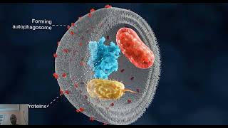 AUTOPHAGIE le mécanisme de lautophagie et sa régulation [upl. by Hartzell788]
