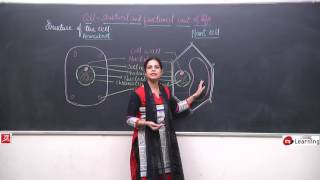 Cell Structure amp Function for Class 8th  0311 [upl. by Meryl]