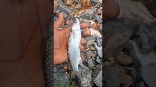 Big fish hunting on the river in Telugumullet fish catching the easy waybloggerfishingblogger [upl. by Loydie]