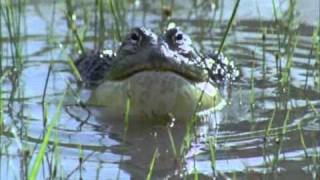 BBC Life African Bull Frog Fight Sir David Attenborough [upl. by Cleodel]