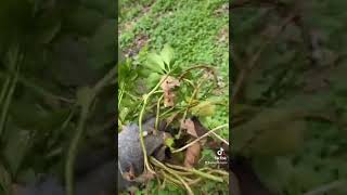 How to Propagate Pachysandra [upl. by Iphigenia]