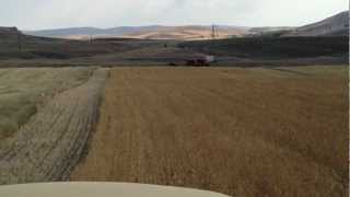 Triticale Harvesting in Turkey by TC56 [upl. by Laetitia]