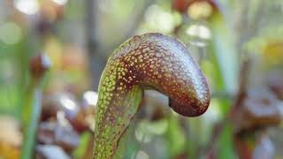 Darlingtonia Californica aka Pitcher Plant [upl. by Onairotciv]